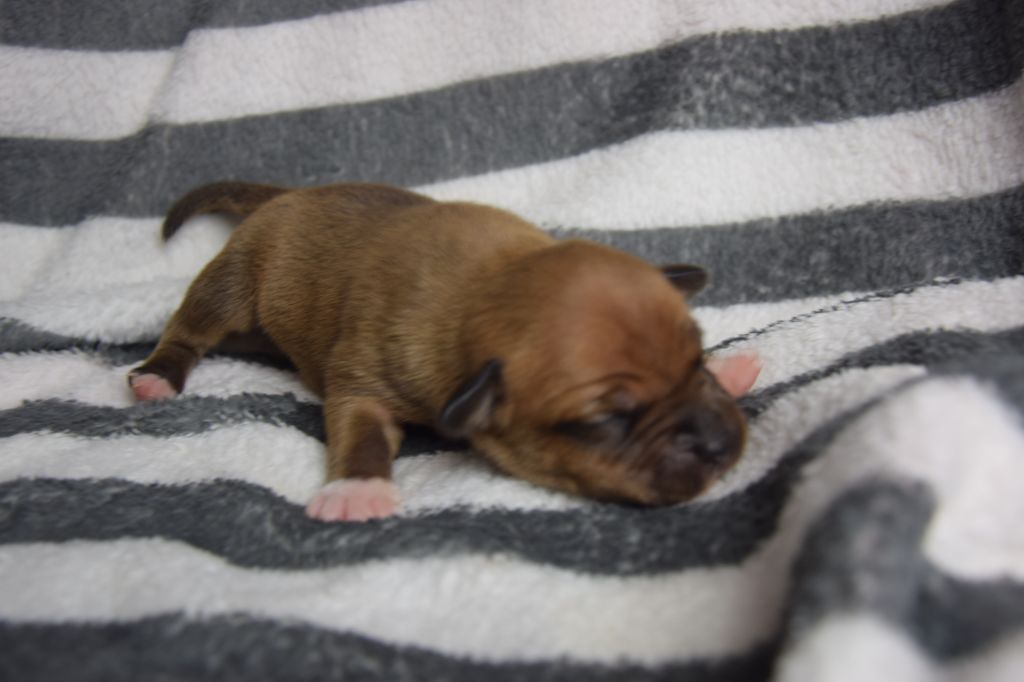 of Charly Boy's Dream - Staffordshire Bull Terrier - Portée née le 03/12/2020