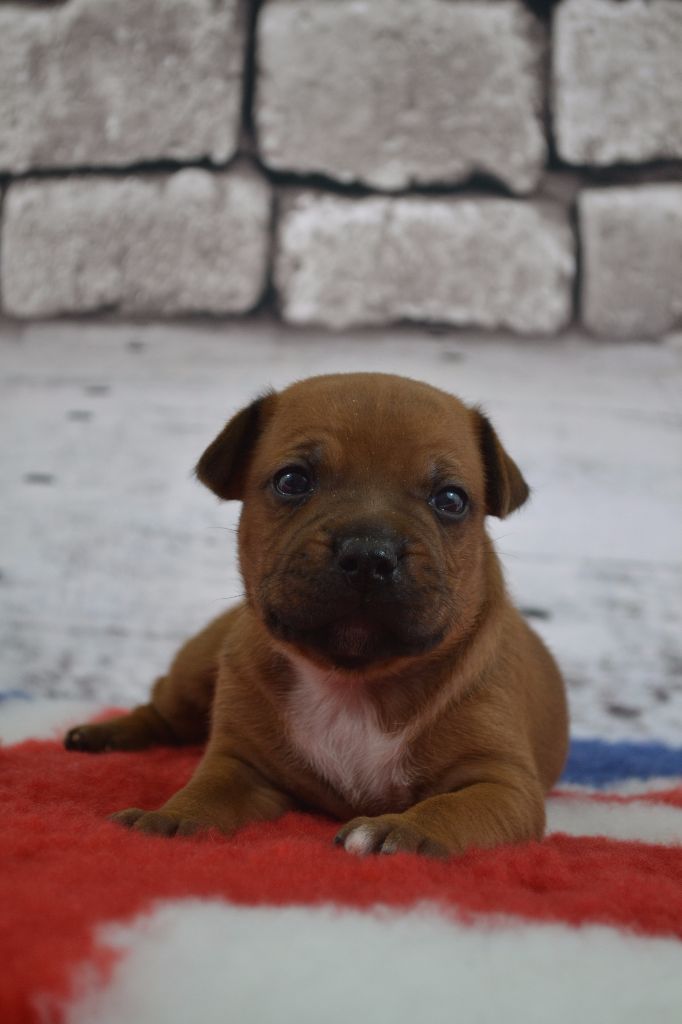 of Charly Boy's Dream - Staffordshire Bull Terrier - Portée née le 09/06/2017